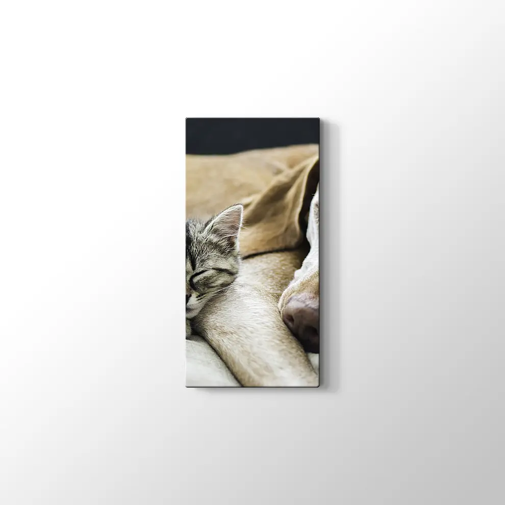 Kedi Köpek Dostluğu