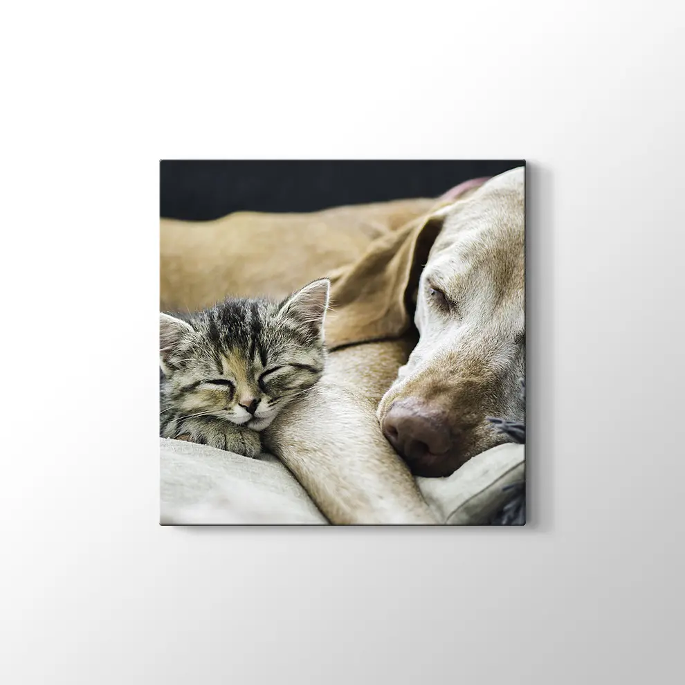 Kedi Köpek Dostluğu