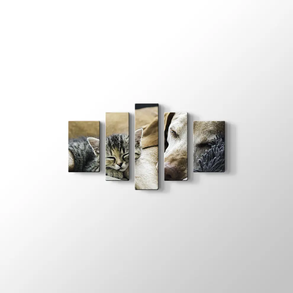 Kedi Köpek Dostluğu