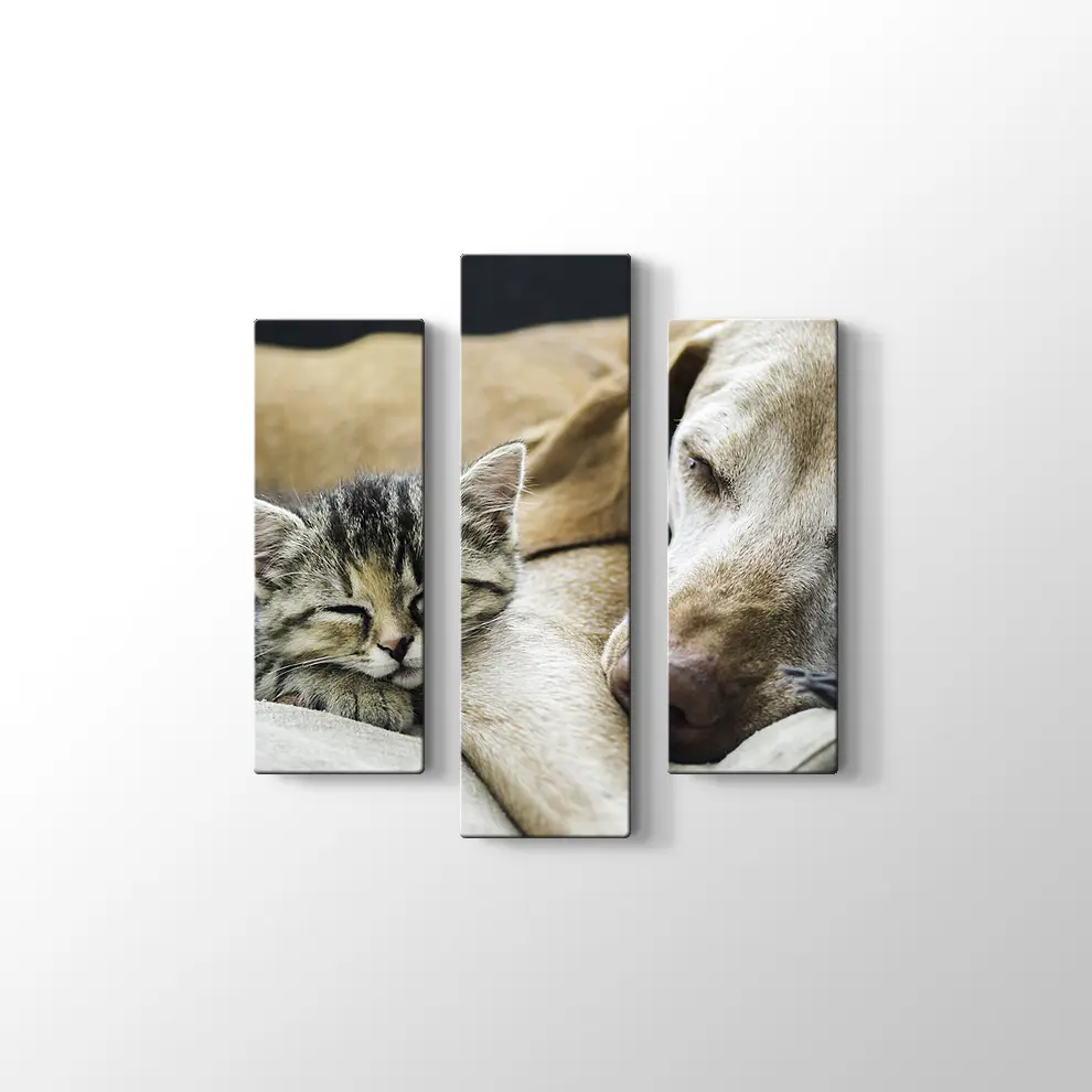 Kedi Köpek Dostluğu