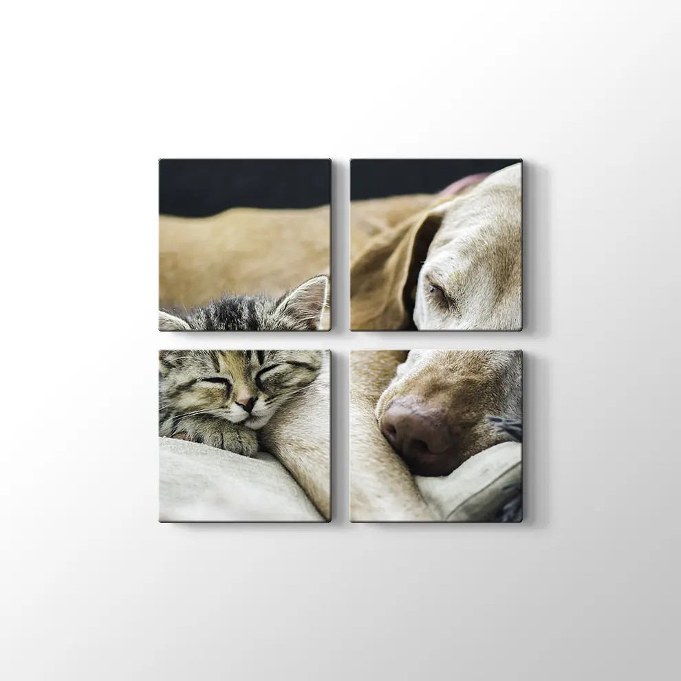 Kedi Köpek Dostluğu