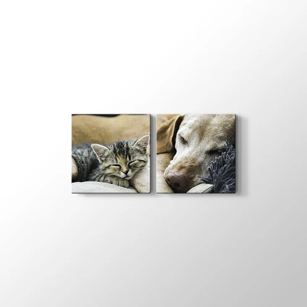 Kedi Köpek Dostluğu