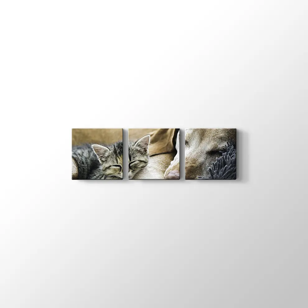 Kedi Köpek Dostluğu