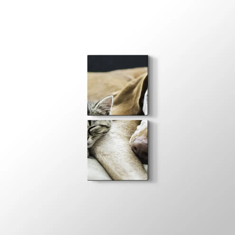 Kedi Köpek Dostluğu