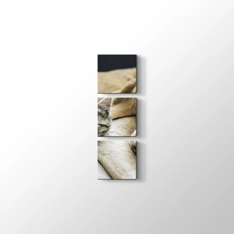 Kedi Köpek Dostluğu