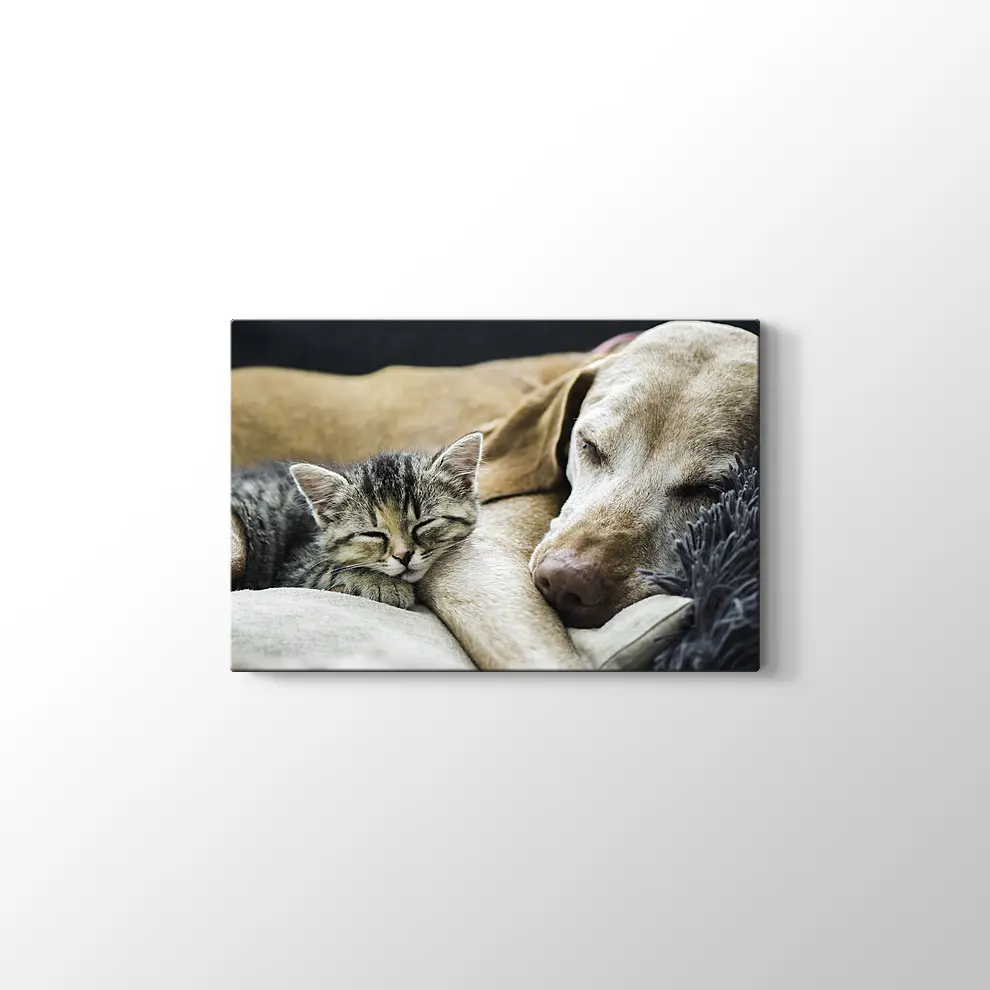 Kedi Köpek Dostluğu