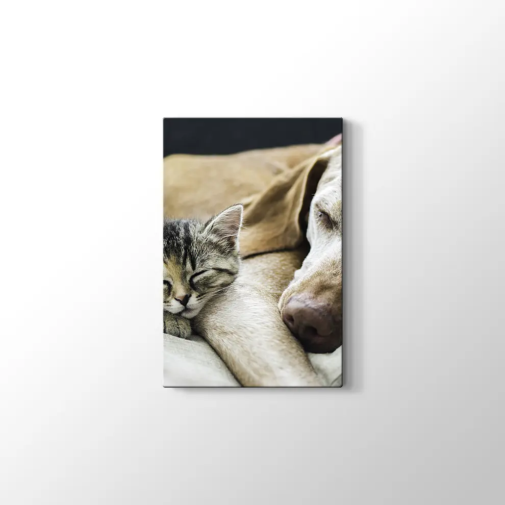 Kedi Köpek Dostluğu