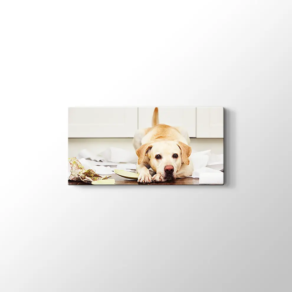 Sevimli Köpek Kanvas Tablo