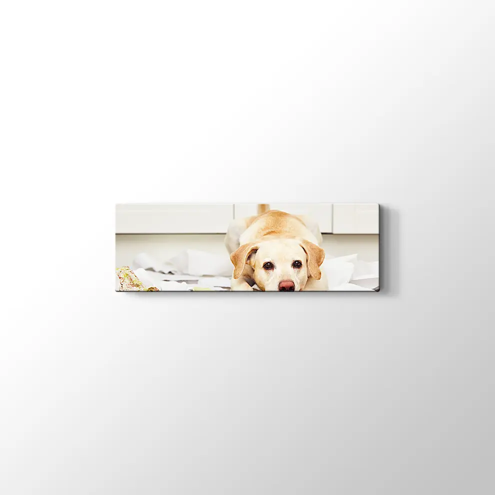 Sevimli Köpek Kanvas Tablo