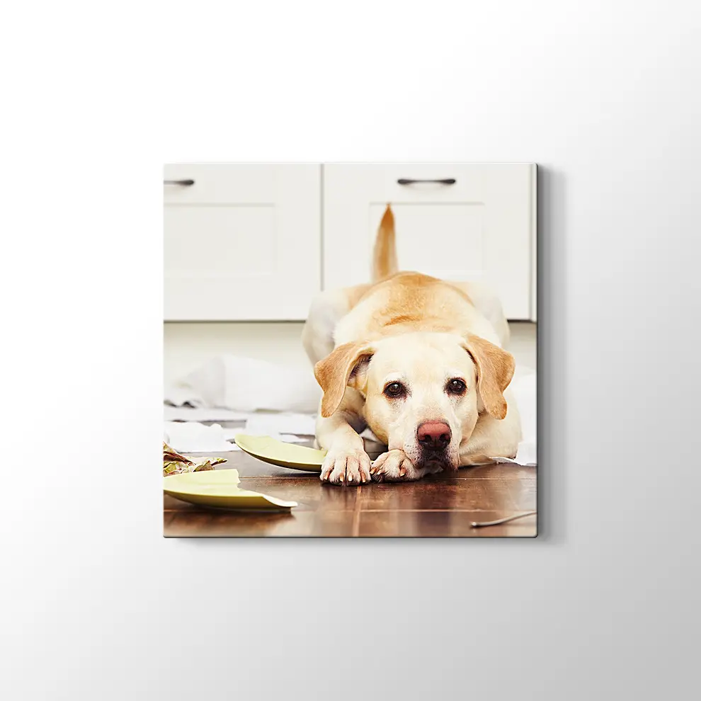 Sevimli Köpek Kanvas Tablo