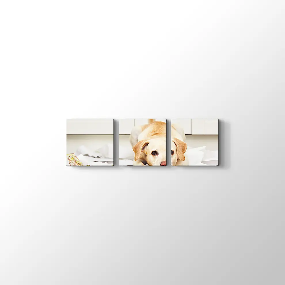 Sevimli Köpek Kanvas Tablo