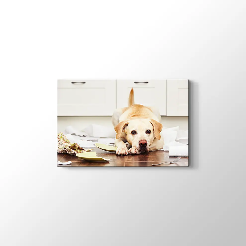 Sevimli Köpek Kanvas Tablo