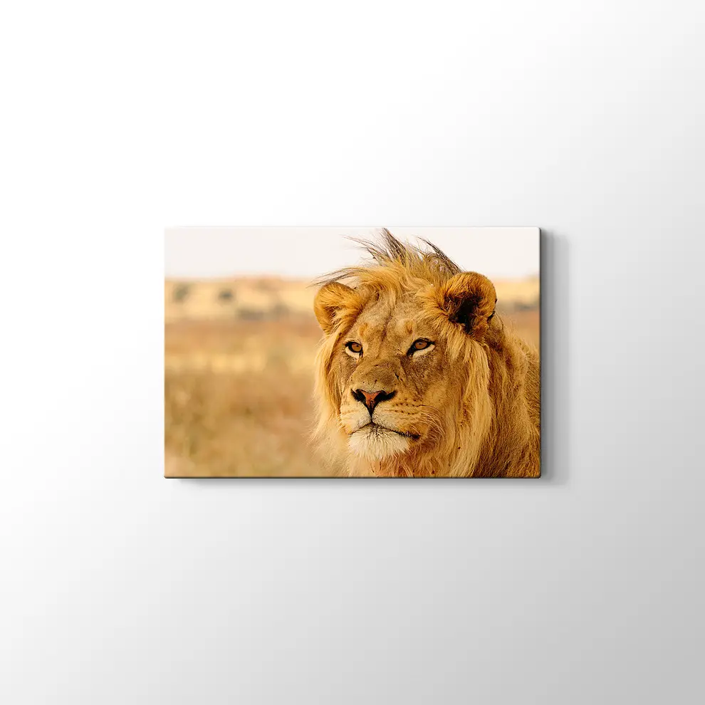 Ufka Bakan Aslan Kanvas Tablo