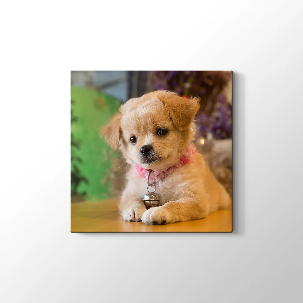 Yavru Köpek Kanvas Tablo