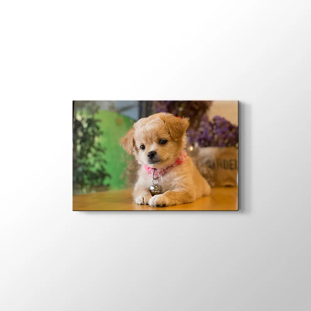 Yavru Köpek Kanvas Tablo