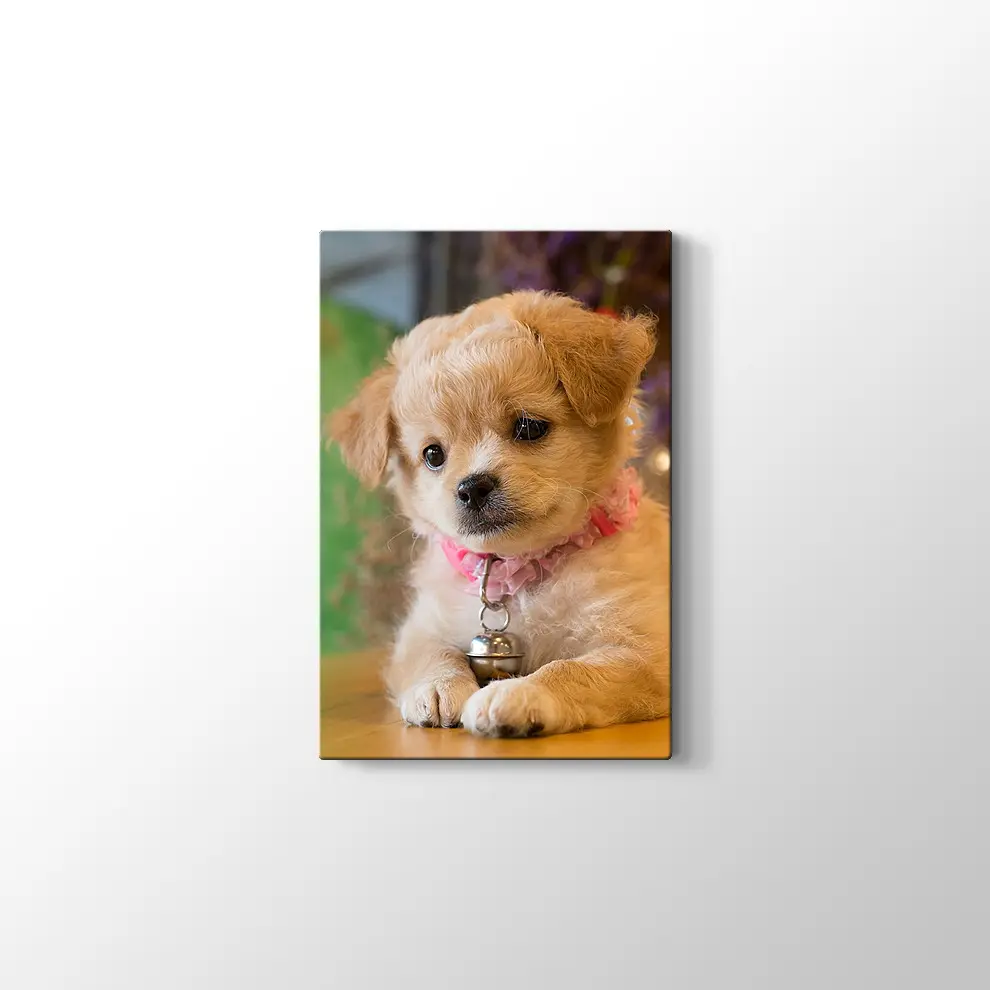 Yavru Köpek Kanvas Tablo