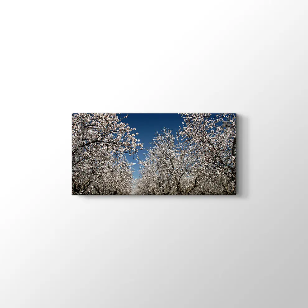 Badem Çiçekleri Kanvas Tablo