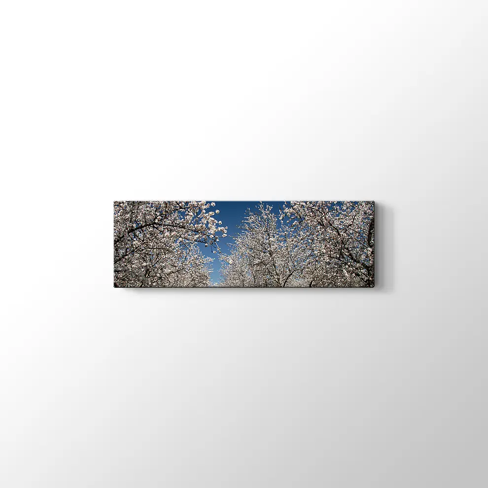 Badem Çiçekleri Kanvas Tablo