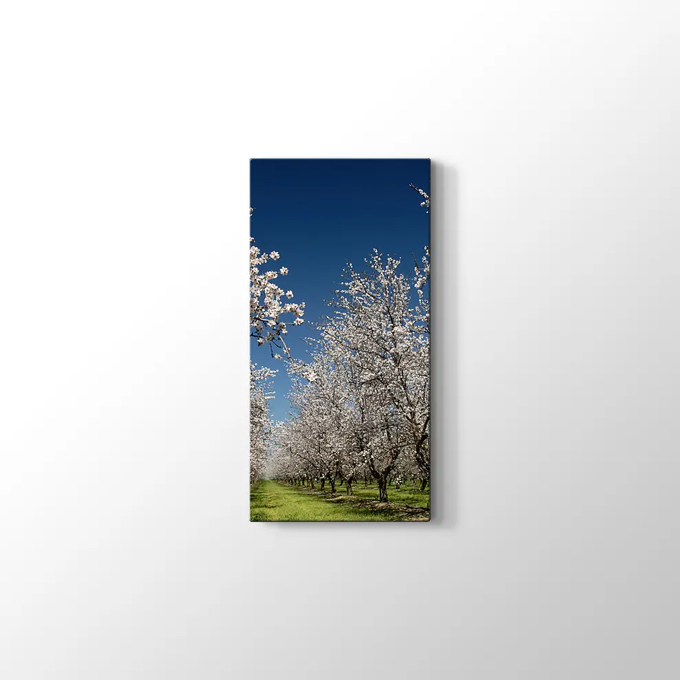 Badem Çiçekleri Kanvas Tablo