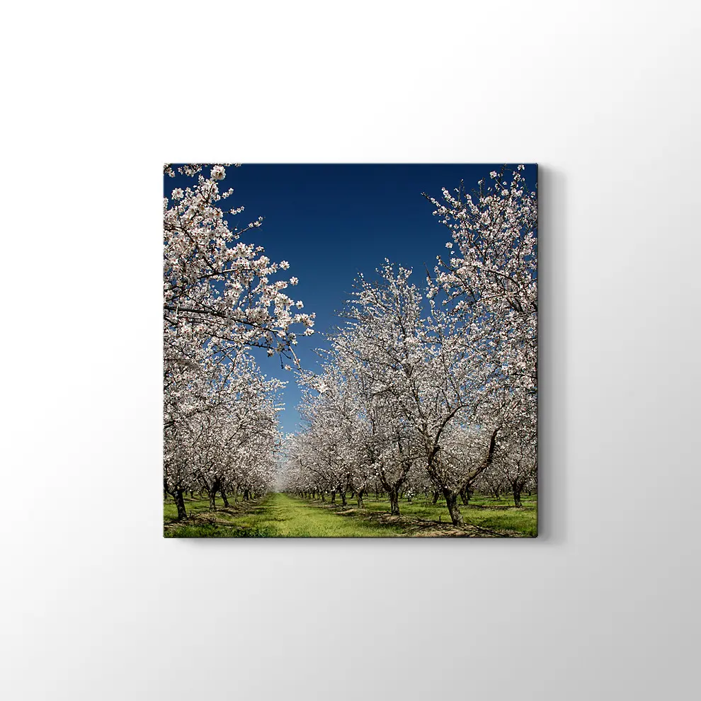 Badem Çiçekleri Kanvas Tablo