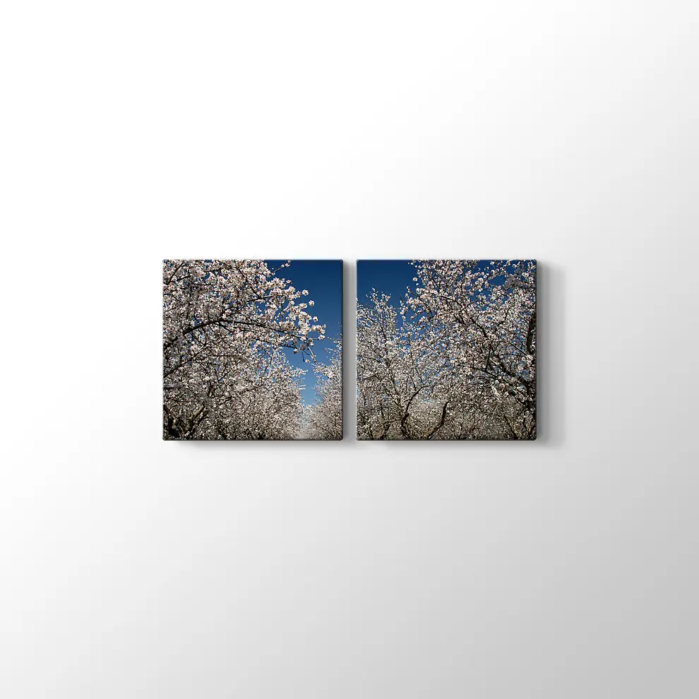 Badem Çiçekleri Kanvas Tablo