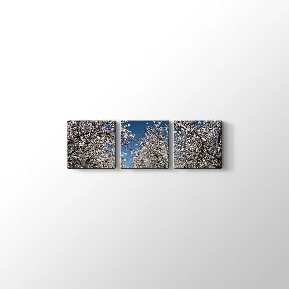 Badem Çiçekleri Kanvas Tablo