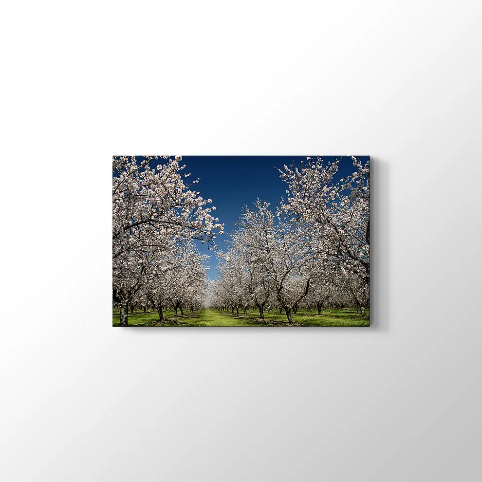 Badem Çiçekleri Kanvas Tablo