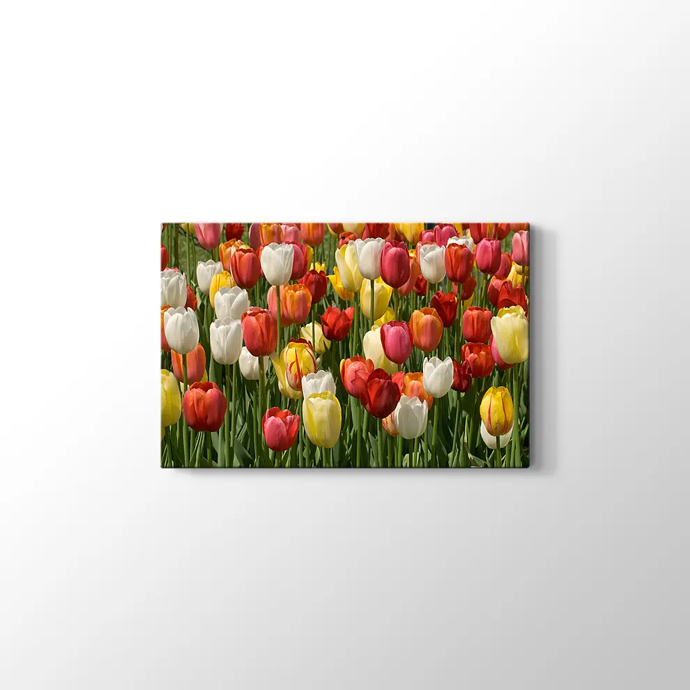 Laleler Kanvas Tablo