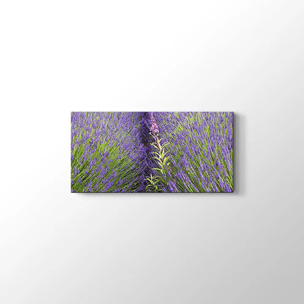 Lavantalar Kanvas Tablo