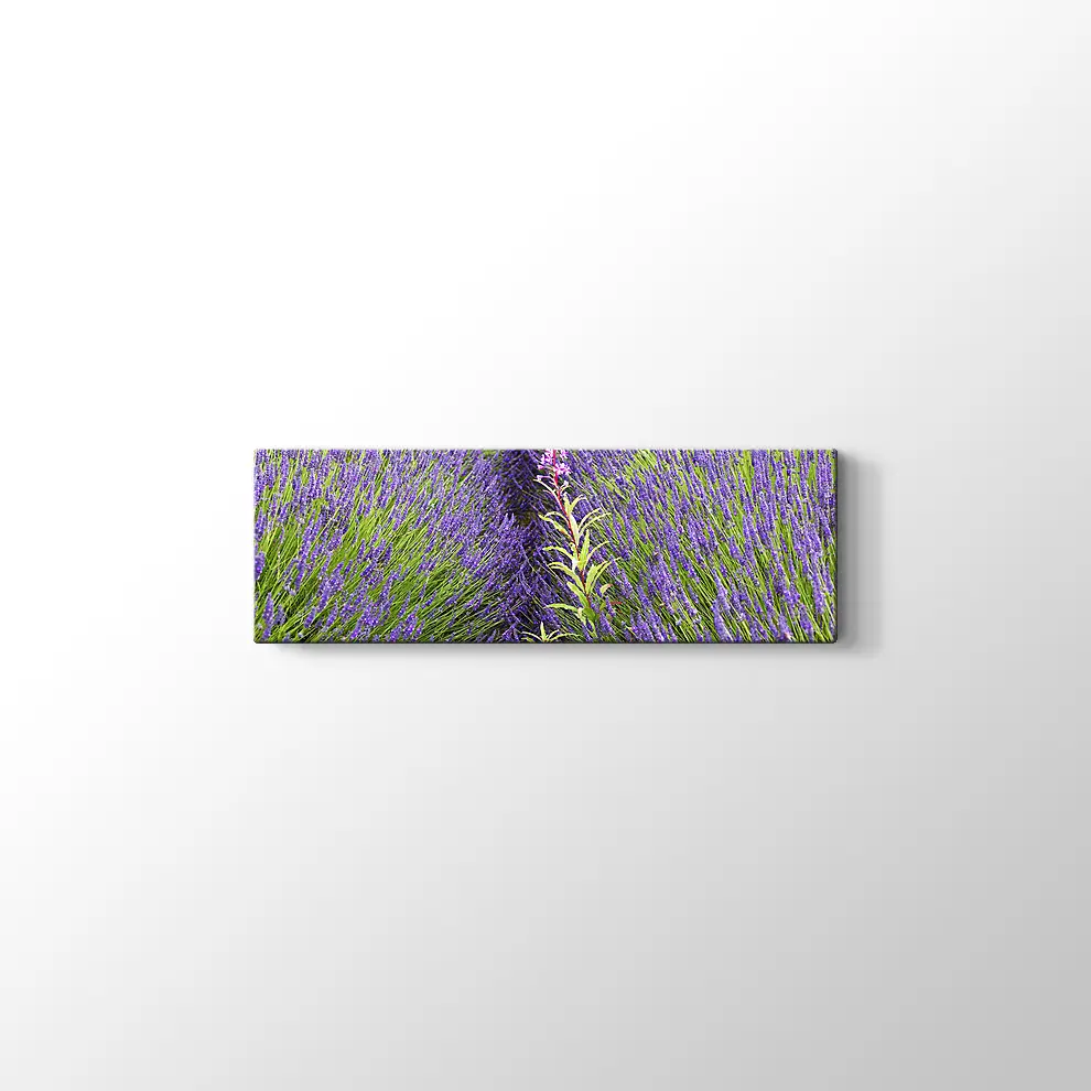 Lavantalar Kanvas Tablo