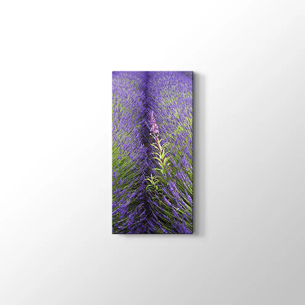 Lavantalar Kanvas Tablo