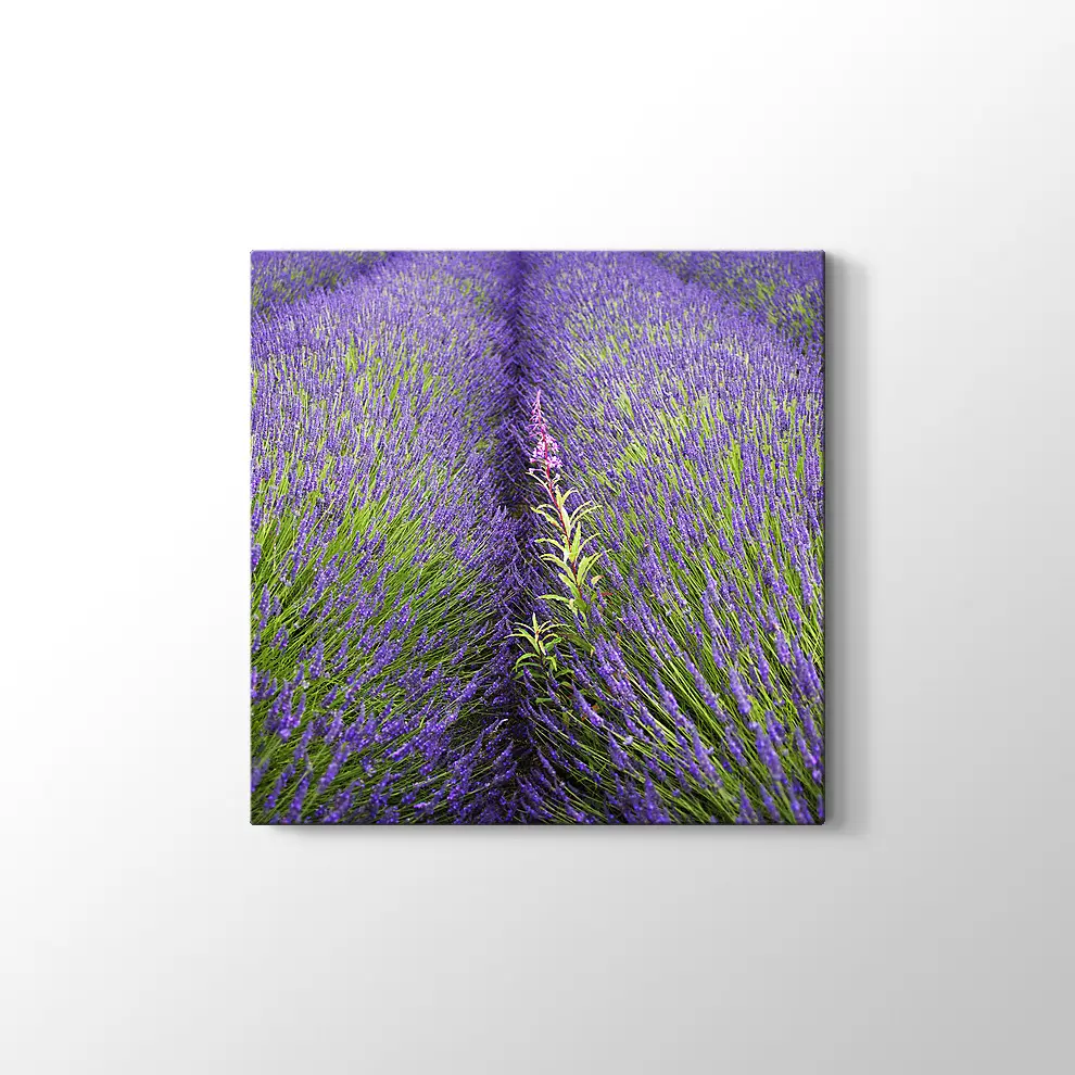 Lavantalar Kanvas Tablo
