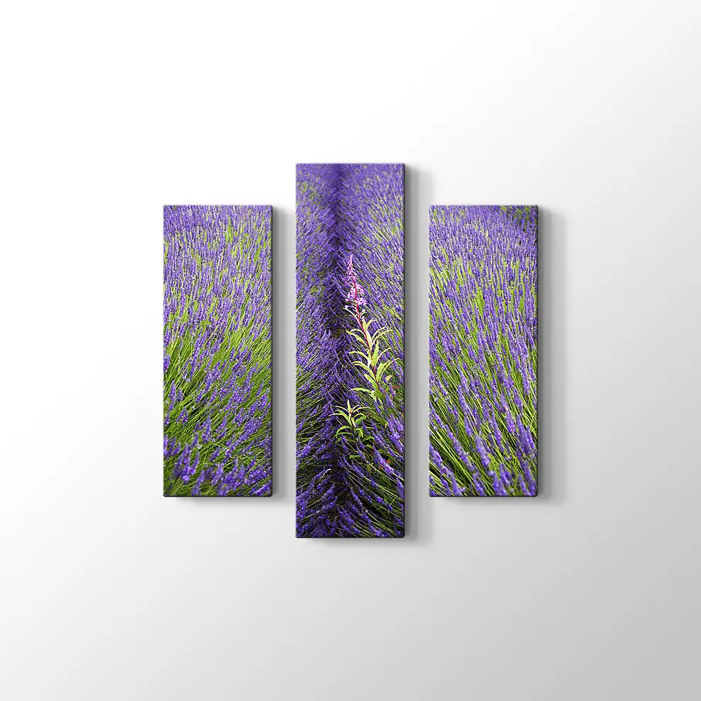 Lavantalar Kanvas Tablo