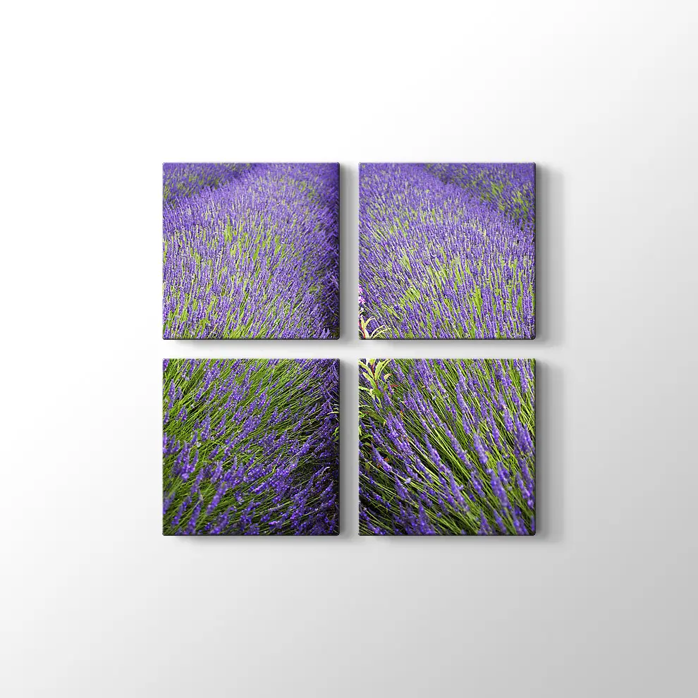 Lavantalar Kanvas Tablo