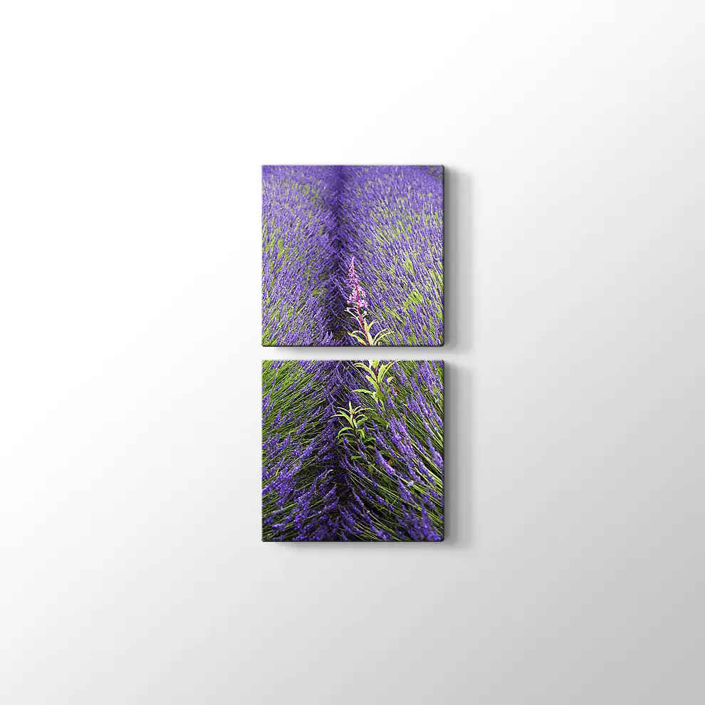 Lavantalar Kanvas Tablo