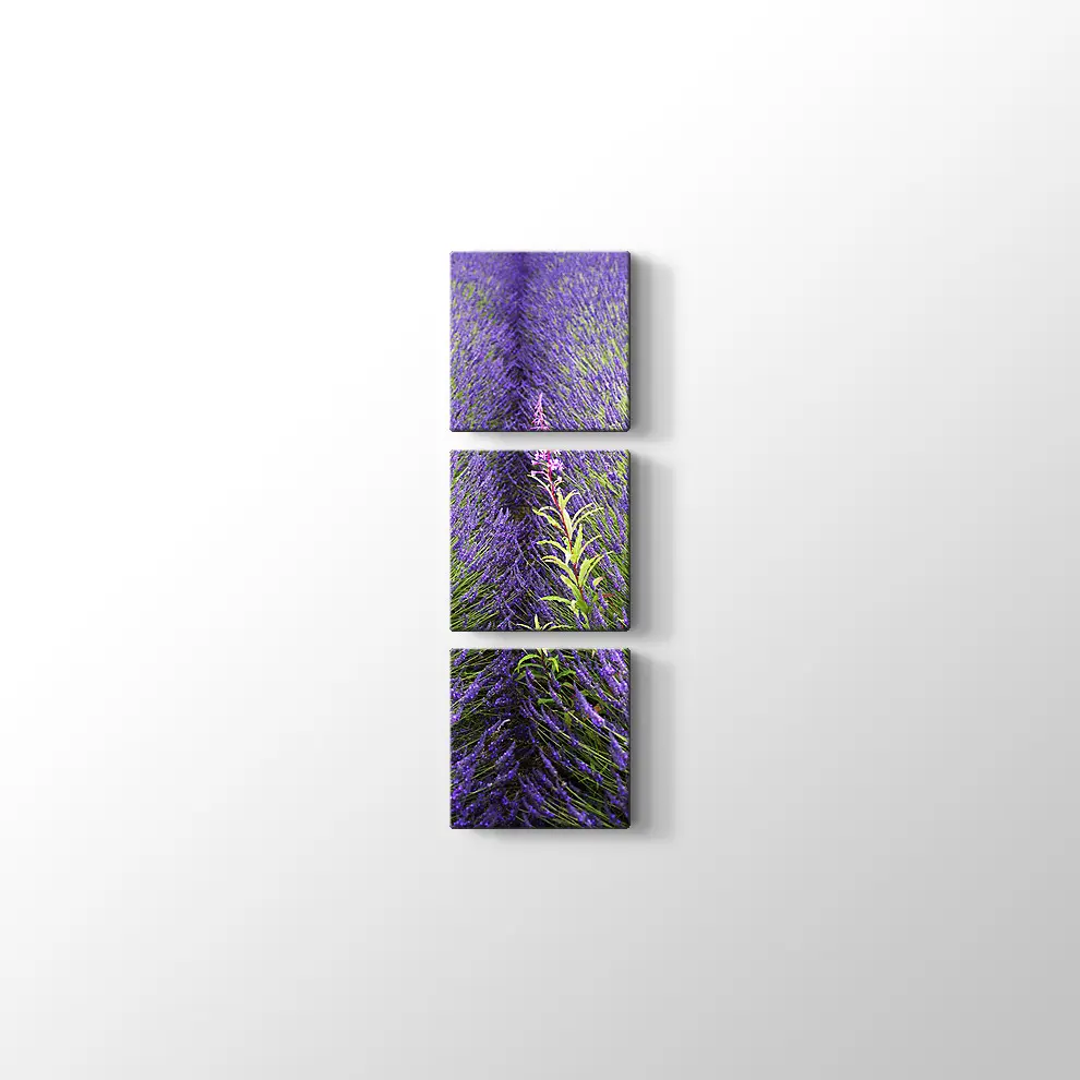 Lavantalar Kanvas Tablo