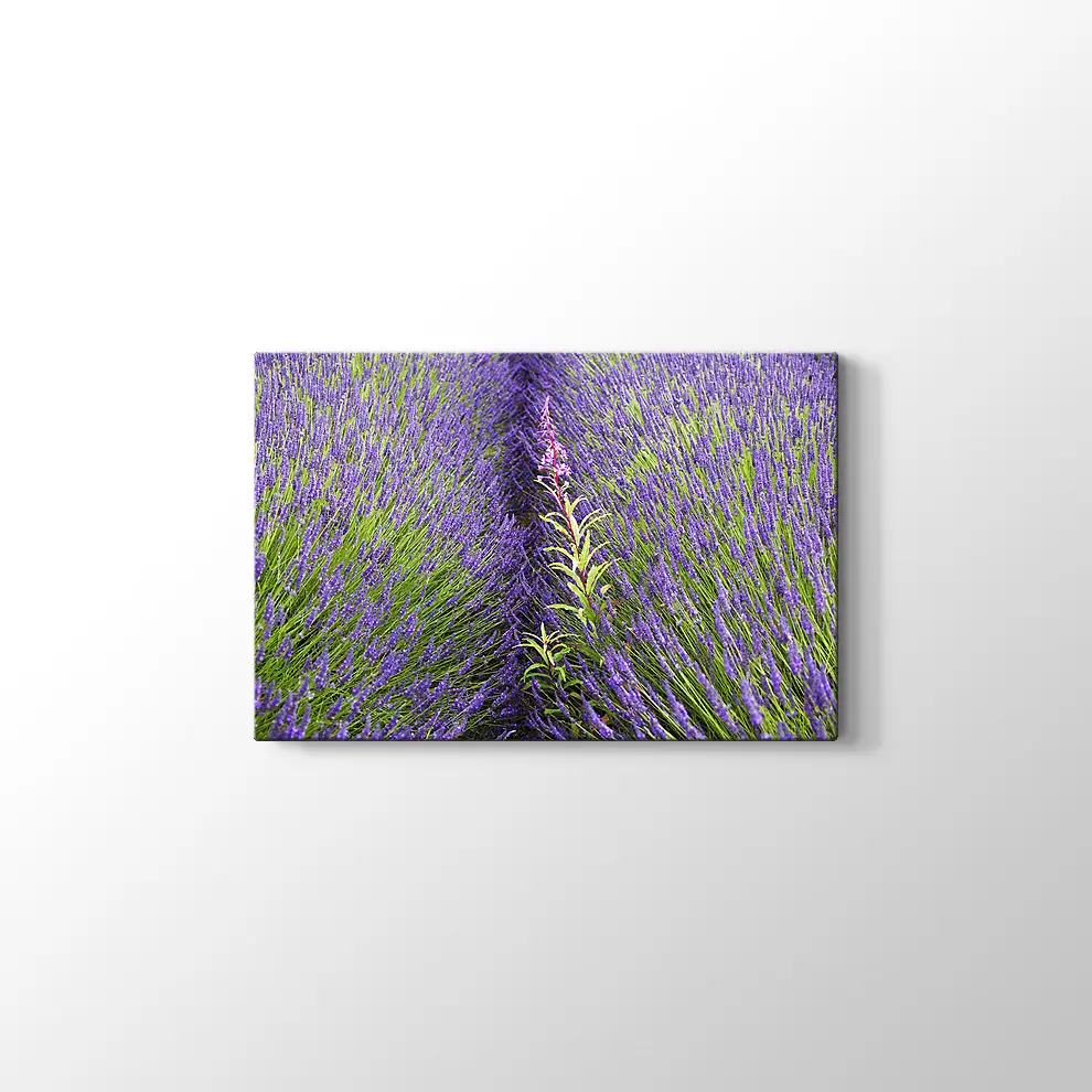 Lavantalar Kanvas Tablo