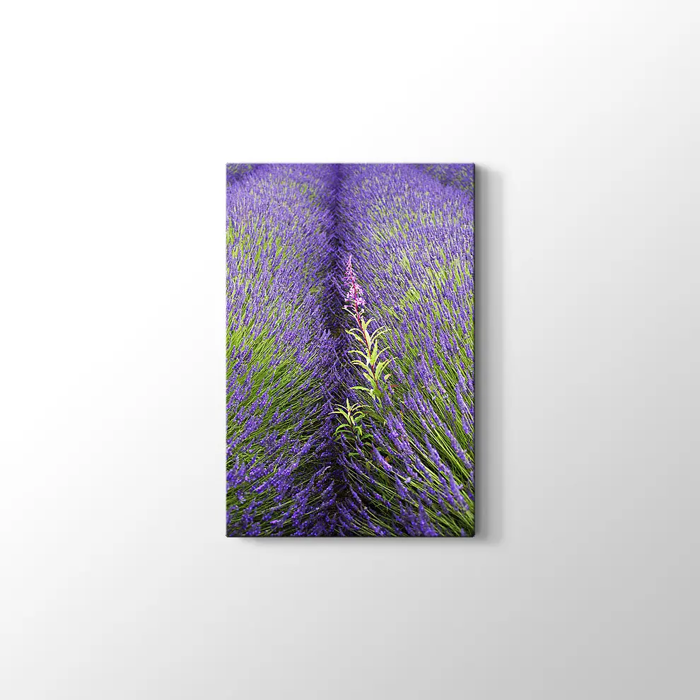 Lavantalar Kanvas Tablo