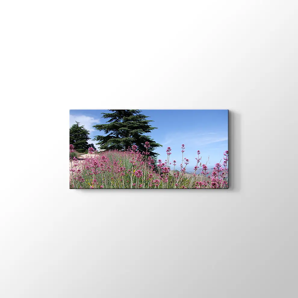 Sedir Kralı Kanvas Tablo