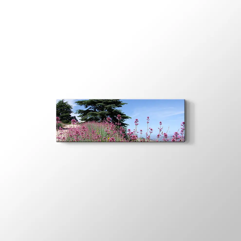 Sedir Kralı Kanvas Tablo