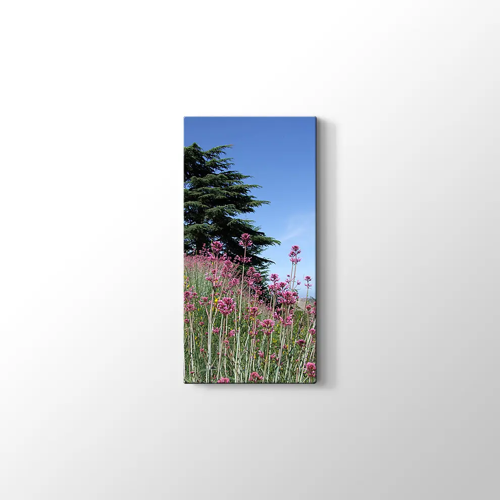 Sedir Kralı Kanvas Tablo