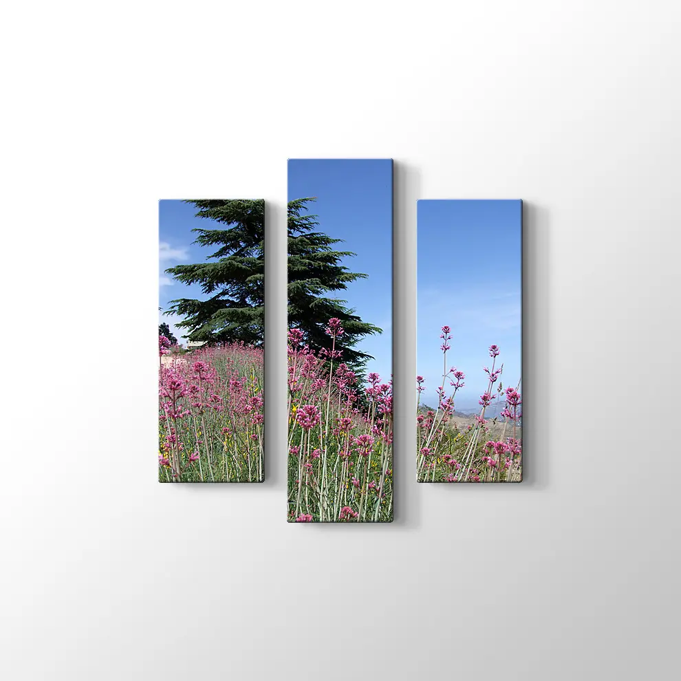 Sedir Kralı Kanvas Tablo