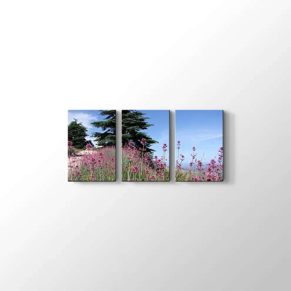 Sedir Kralı Kanvas Tablo