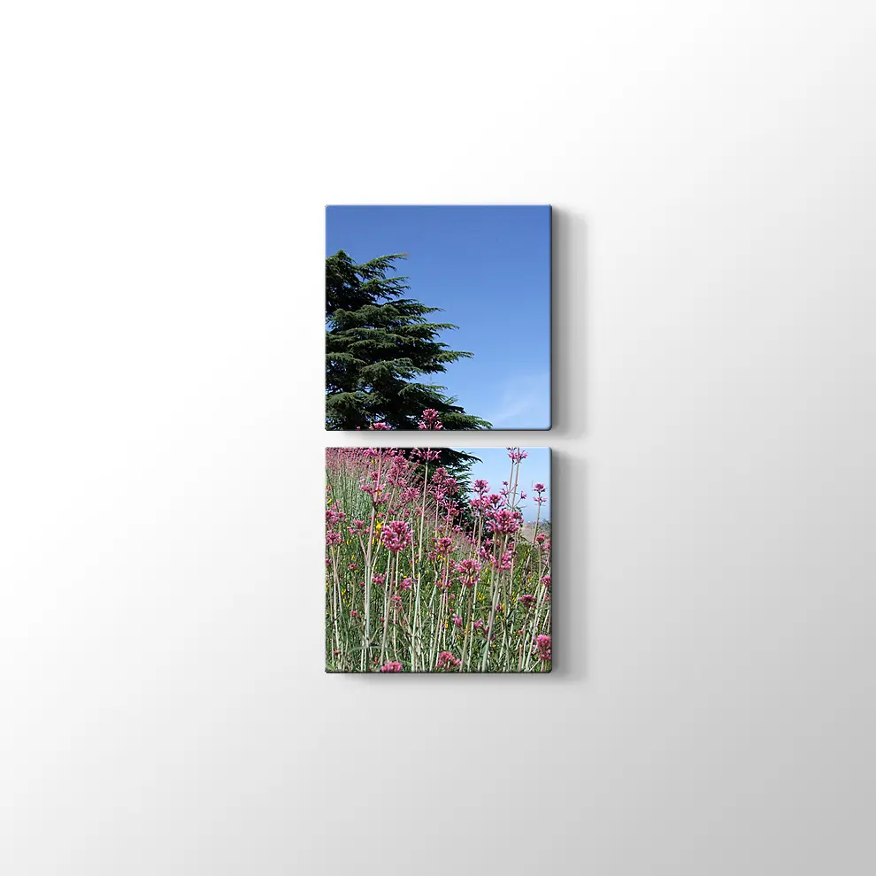 Sedir Kralı Kanvas Tablo