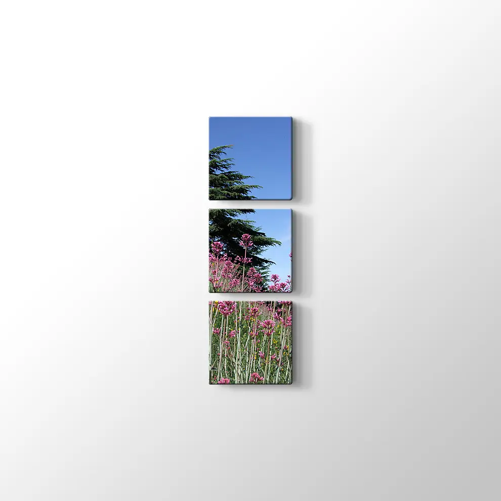 Sedir Kralı Kanvas Tablo