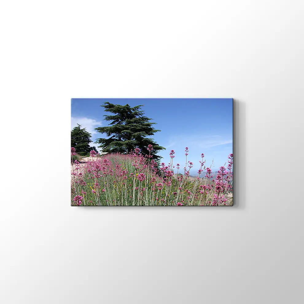 Sedir Kralı Kanvas Tablo