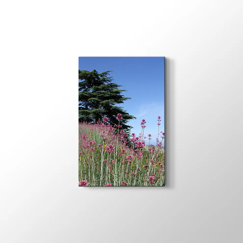 Sedir Kralı Kanvas Tablo