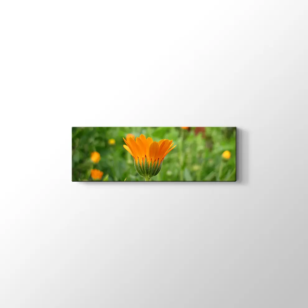 Kadife Çiçeği Kanvas Tablo