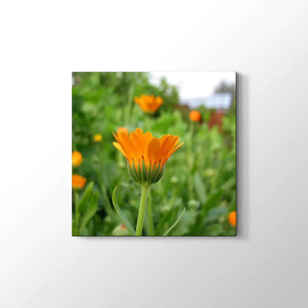 Kadife Çiçeği Kanvas Tablo