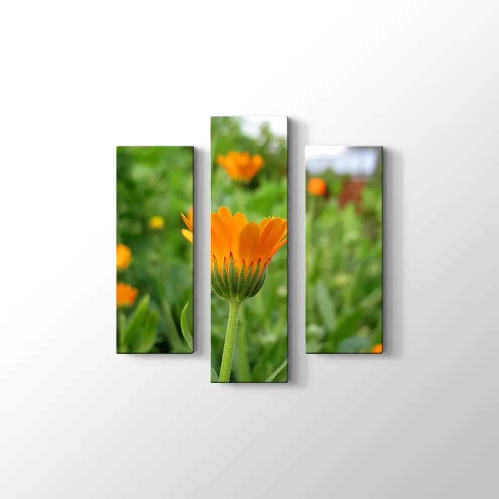 Kadife Çiçeği Kanvas Tablo